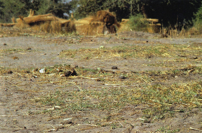 ۱۹۹۴ - سودان