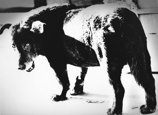 دایدو موریاما، سگ ولگرد، ۱۹۷۱