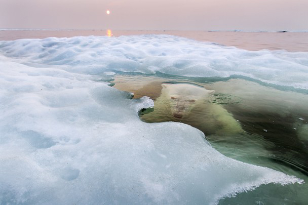 برنده جایزه بزرگ: پل سودرز – سیاتل – ایالت واشنگتن خرس یخ (The Ice Bear) یک خرس قطبی از زیر قطعات یخ در حال ذوب شدن در هادسون بی کانادا در حالیکه آفتاب نیمه شب طلوع می کند و مانند گرده ای از آتش دوردست می درخشد، در دوره ای از گرمای رکوردشکن تاریخی. جمعیت خرس های قطبی منطقه مانیتوبا که جنوبی ترین محل زندگی آنها در جهان است بر اثر گرمای شدید هوا و آب شدن یخ های قطبی در خطر جدی قرار گرفته است.